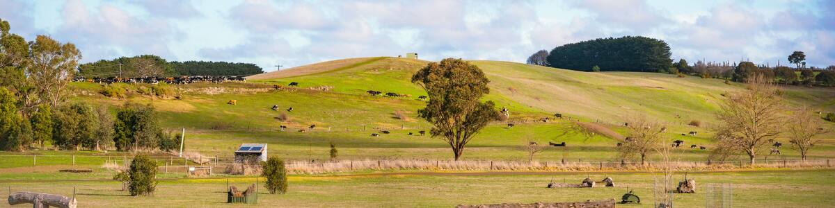 Scenic view of the dairy farm on a hill on a sunny day, Terang, Victoria, Australia