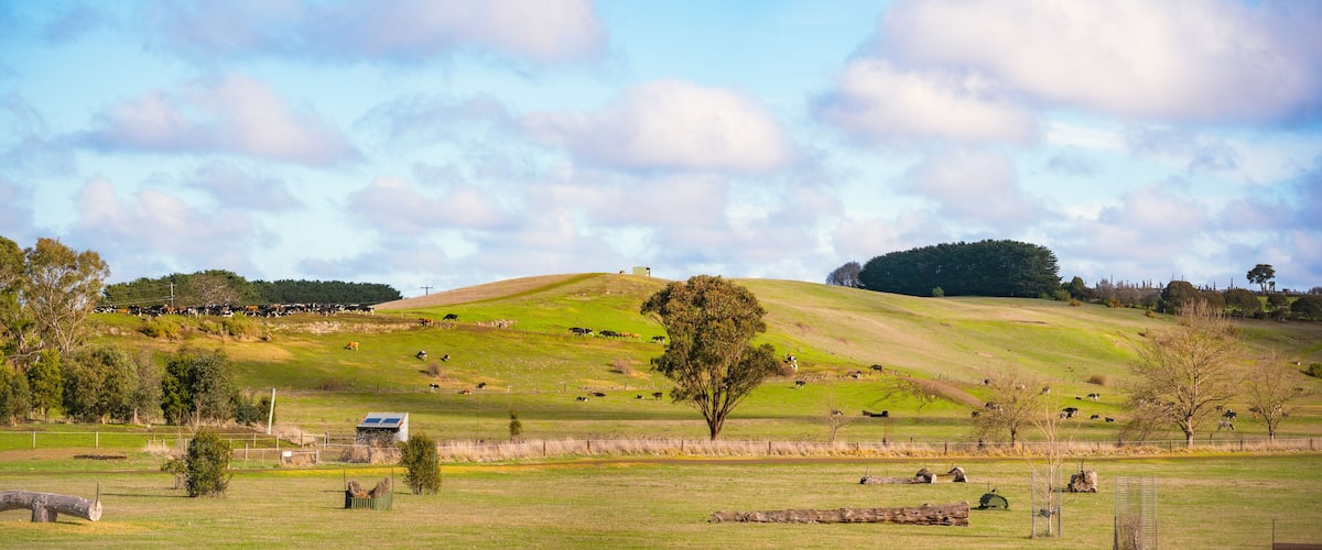 A green hillside with grazing cows, a solitary tree, and a small building.