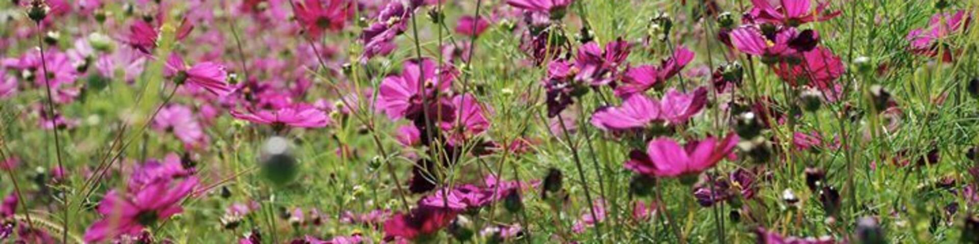 Bi-ways and hi-ways of Tennessee