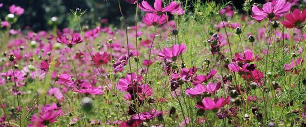 A field of pink cosmos flowers.