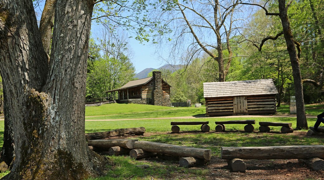 The tree and John Oliver cabin - Great Smoky Mountains National Park, Tennessee