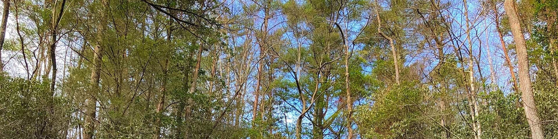 Benton Falls, located in Reliance, Tennessee are beyond words! The sun reflects off of these falls and creates beautiful little rainbows! It’s a short hike to get down to the falls. If you have a dog, its a dog friendly site! Watch your step if it’s wet! You will slip! This #Adventure was worth the trip and this great shot captures the beauty of this place!