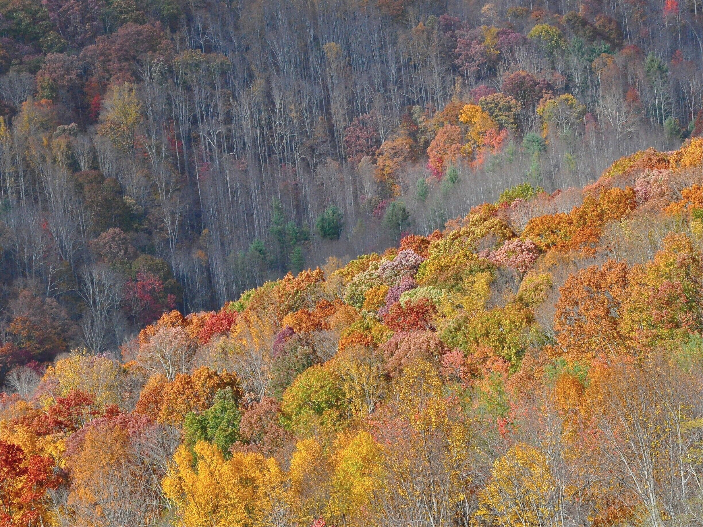 Fall color. #Patterns