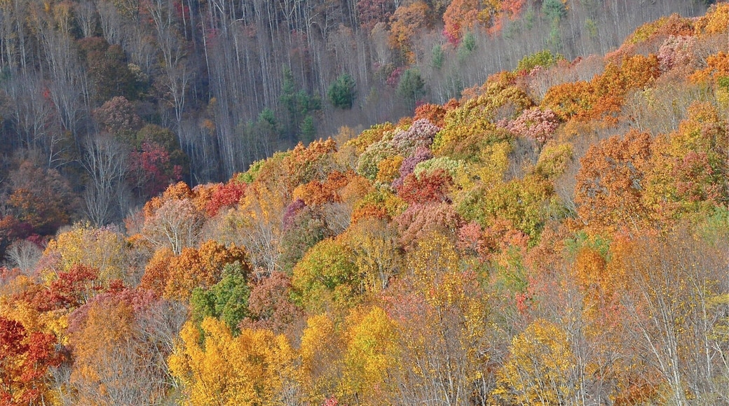 Fall color. #Patterns