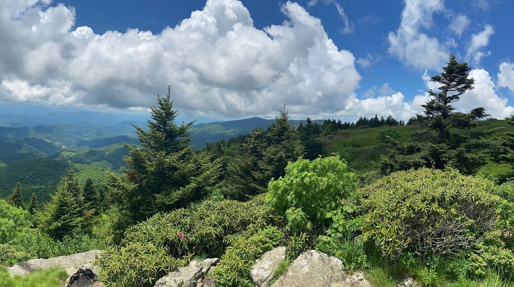 Carver's Gap - Roan Mountain, TN