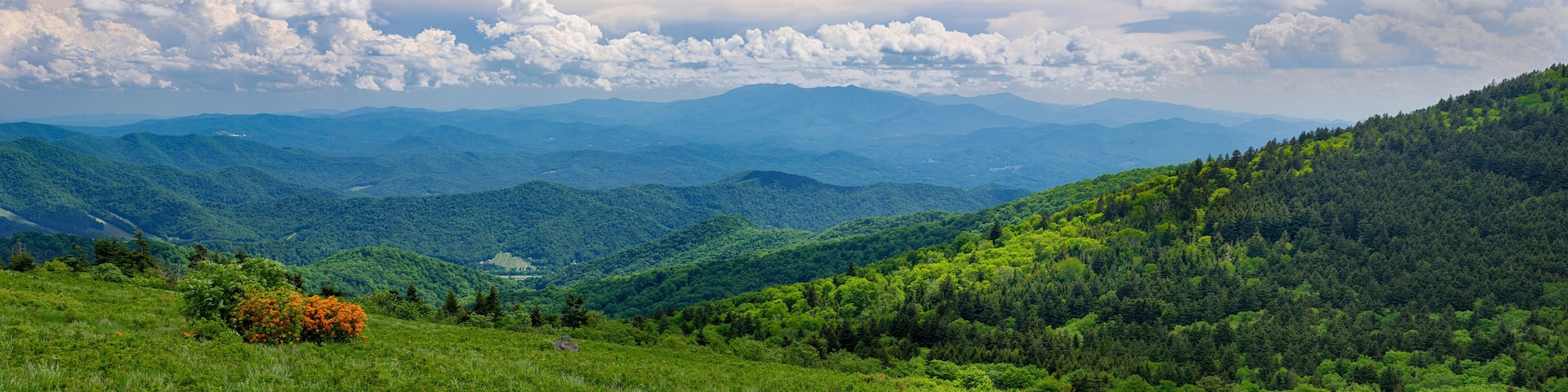 View from a high mountain "bald" (treeless clearing) in Roan Mountain State Park in Tennessee in mid-June. Orange shrub is flame azalea (Rhododendron calendulaceum).