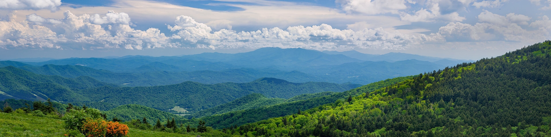 View from a high mountain "bald" (treeless clearing) in Roan Mountain State Park in Tennessee in mid-June. Orange shrub is flame azalea (Rhododendron calendulaceum).