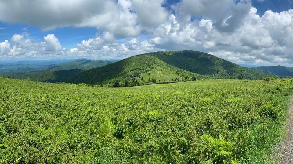 A lush green landscape with a dirt path leading through a field of vegetation towards a hill with a clear sky above.