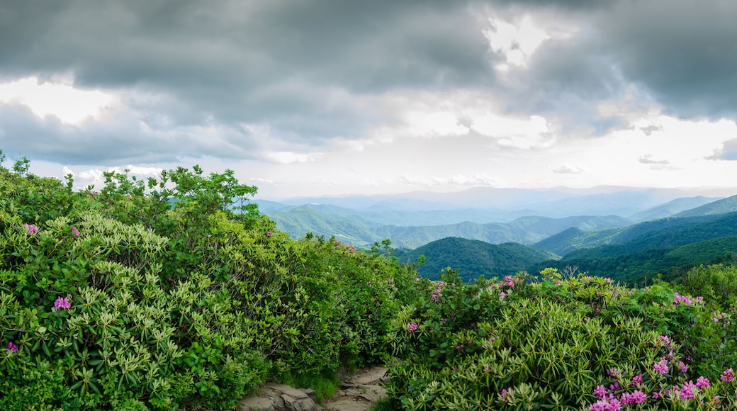 Panorama of Round Bald As Seen from Jane Bald