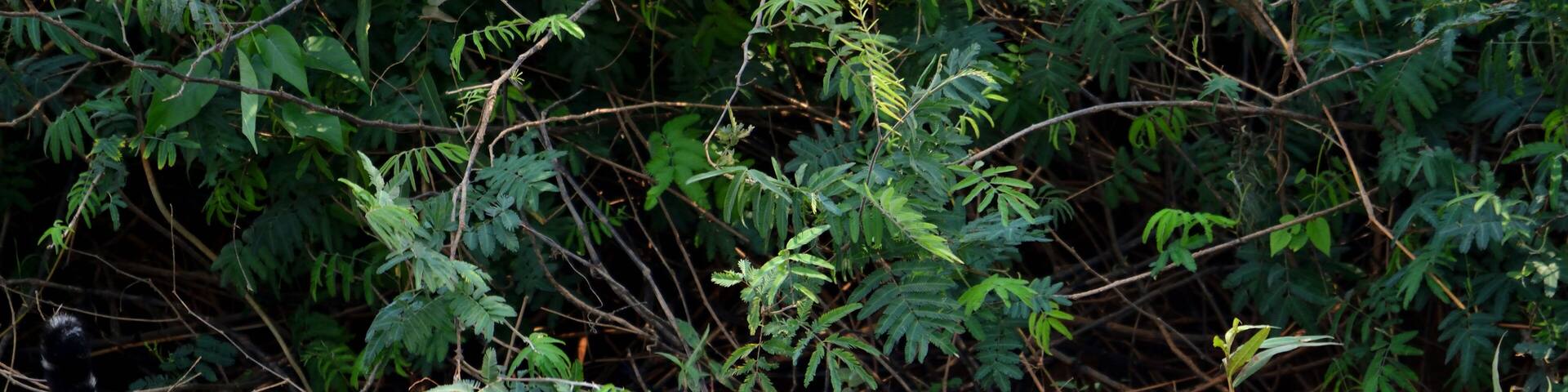 Jaguar female on Rio Cuiaba riverbank, Porto Jofre, Brazil.
