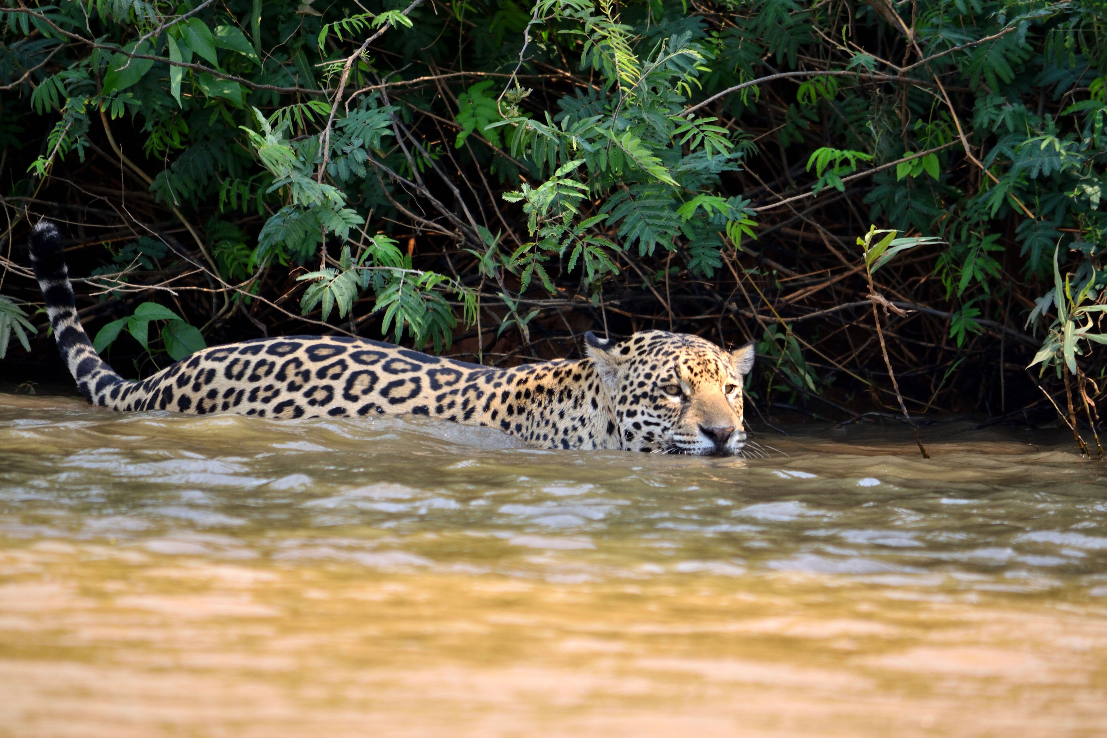 A leopard swimming in a river surrounded by dense green foliage.