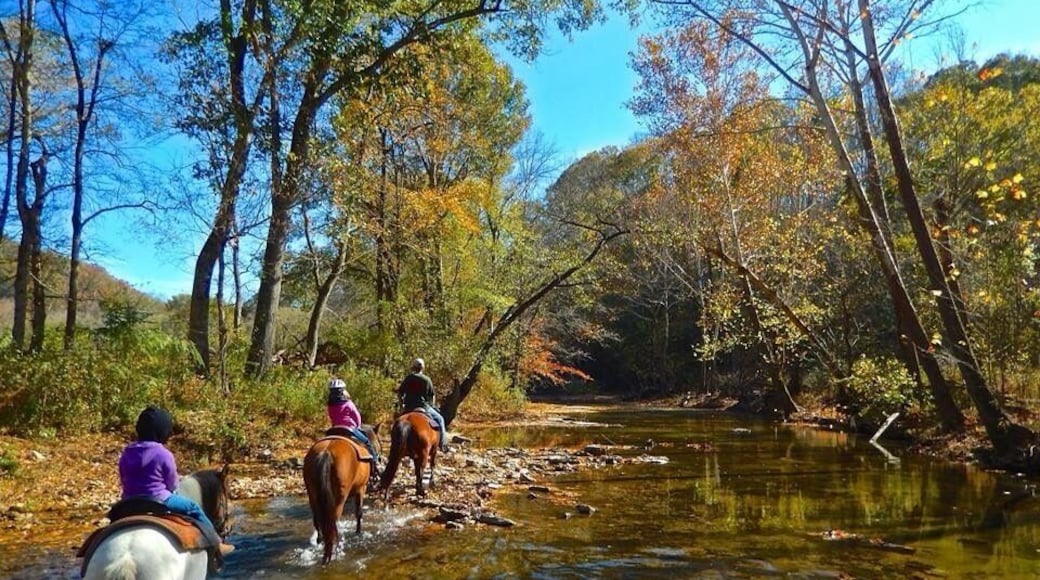 Great place in TN to go horseback riding.