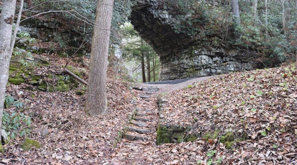 I've been told this is the shortest tunnel in the world. Located on Tennessee State route 133 approximately 2-3 miles from the Virginia-Tennessee state line.