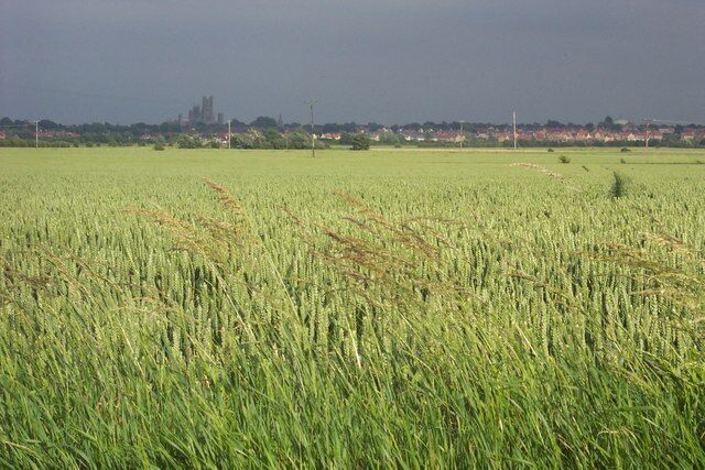 June wheatfield The bulk of Ely cathedral in the distance presides over the surrounding arable fields like an ocean liner over a calm sea.