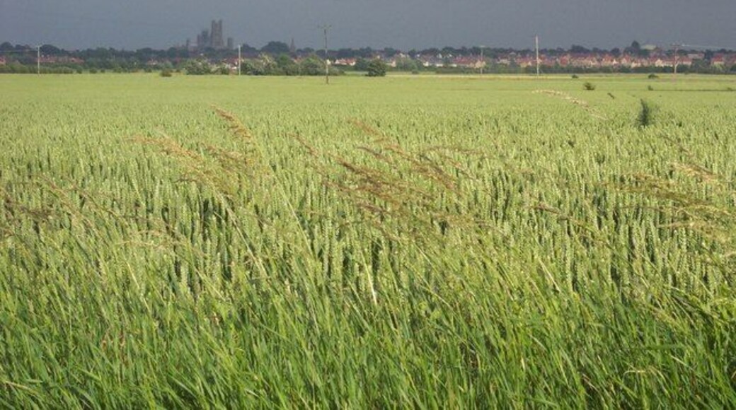 June wheatfield The bulk of Ely cathedral in the distance presides over the surrounding arable fields like an ocean liner over a calm sea.