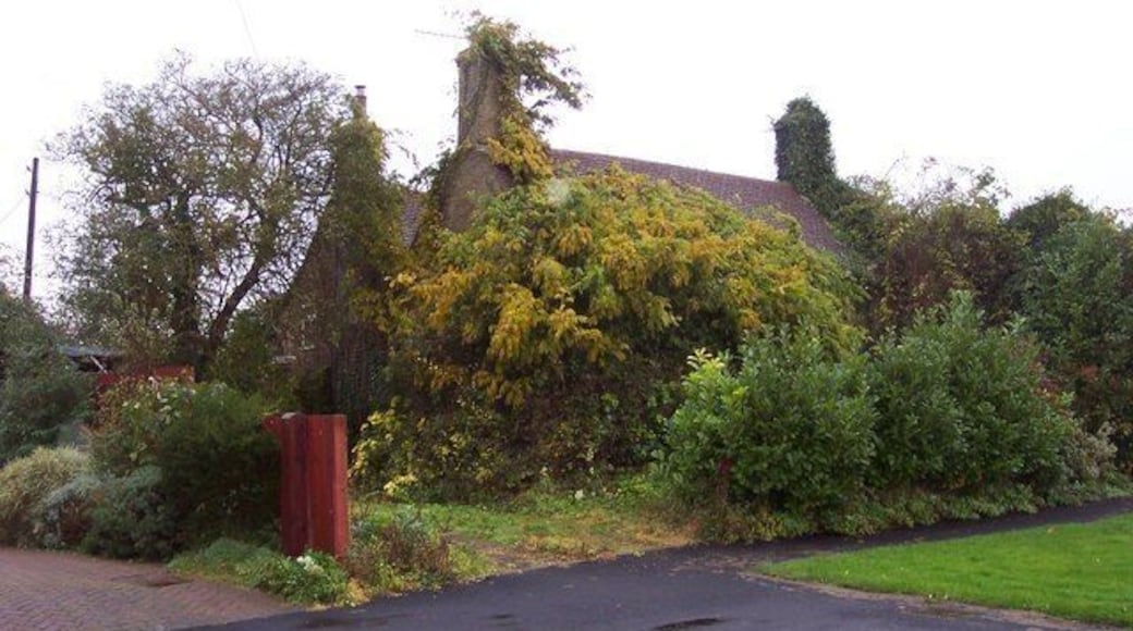 Cottage overgrown with creeper in Coveney. Doesn't look as though anyone lives here now.