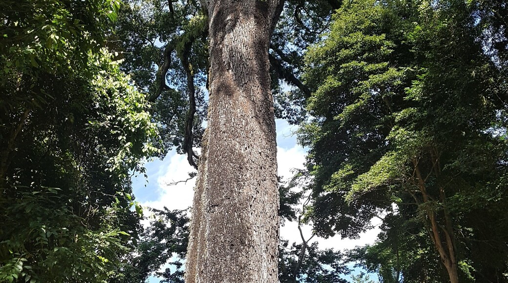 The pink jequitibá (Cariniana legalis) is one of the tallest trees in Brazil, it is the largest in the Atlantic Forest. It's more than 42 meters. The trunk is 11.9 meters in circumference. Jequitiba.