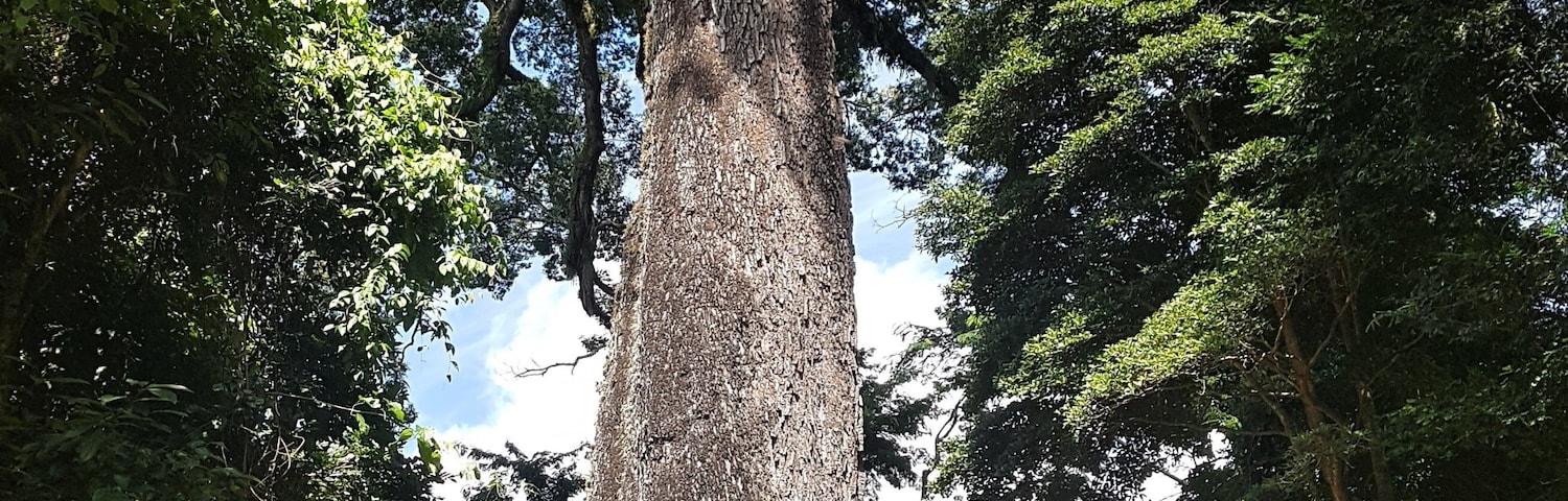 The pink jequitibá (Cariniana legalis) is one of the tallest trees in Brazil, it is the largest in the Atlantic Forest. It's more than 42 meters. The trunk is 11.9 meters in circumference. Jequitiba.