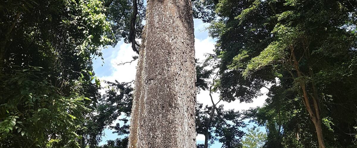 A large, ancient tree with a thick trunk and sprawling branches.