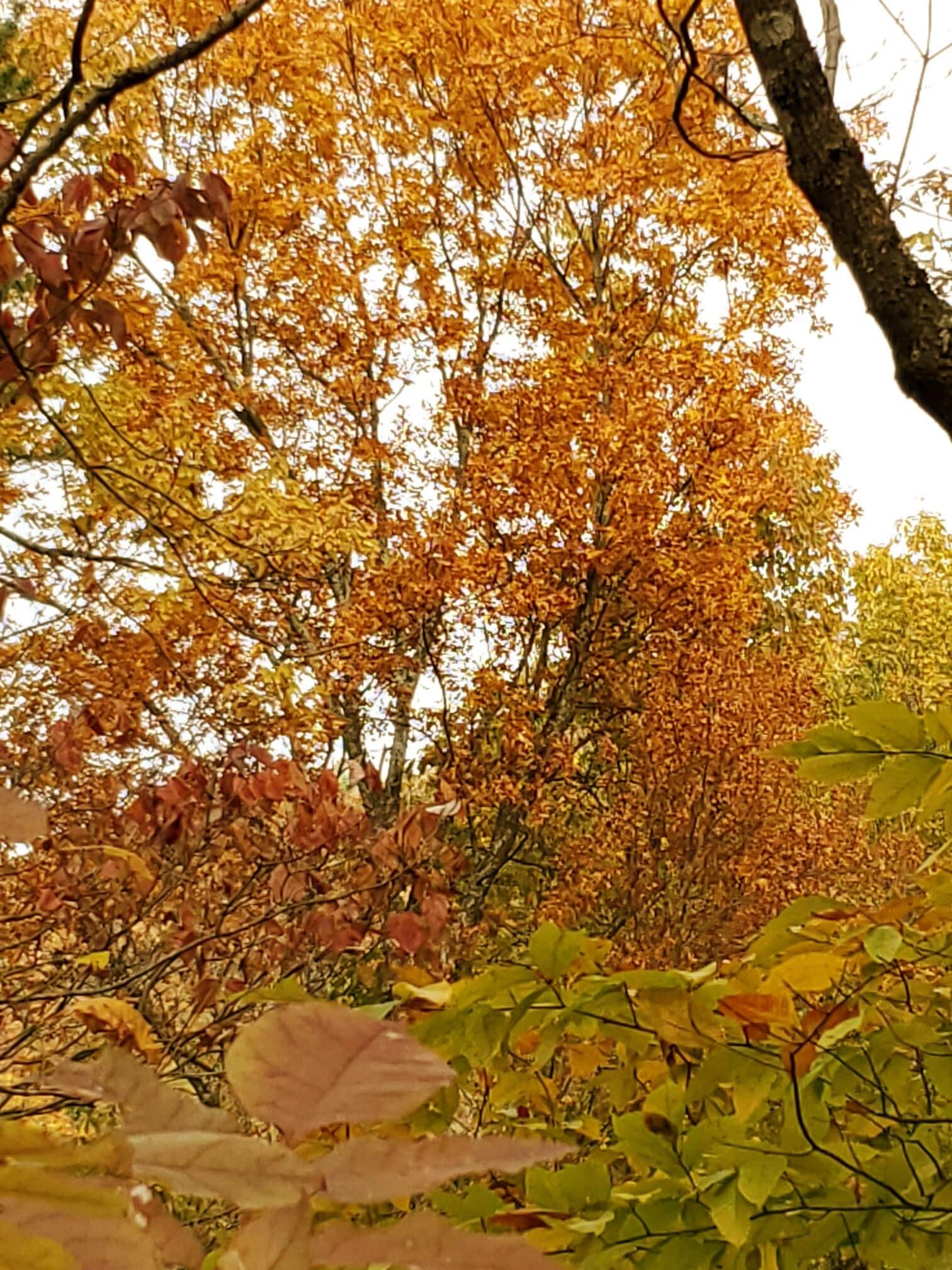 Un bosque frondoso con hojas de color otoñal.