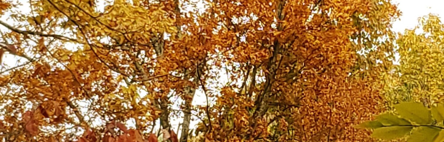 Un bosque frondoso con hojas de color otoñal.
