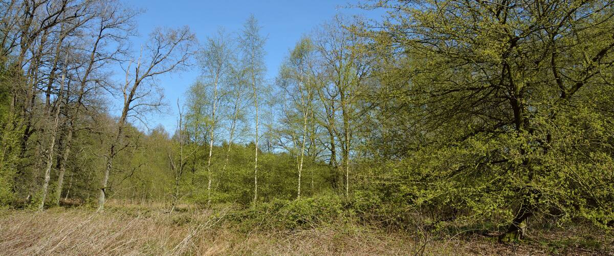 A forest with tall trees and dense underbrush.
