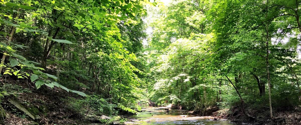 A forested stream with clear water, surrounded by dense green foliage.