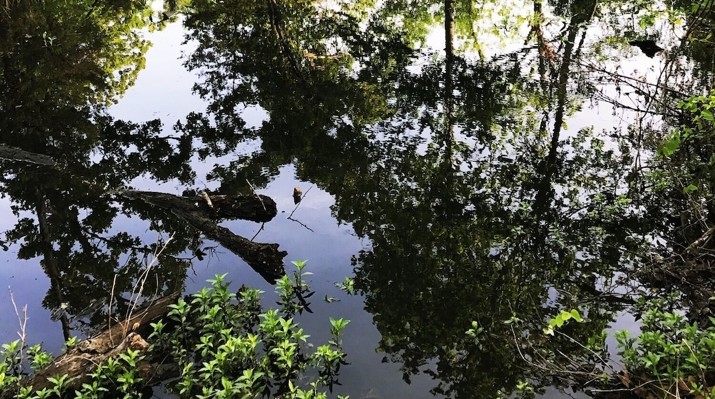 Morning walk to the pond...