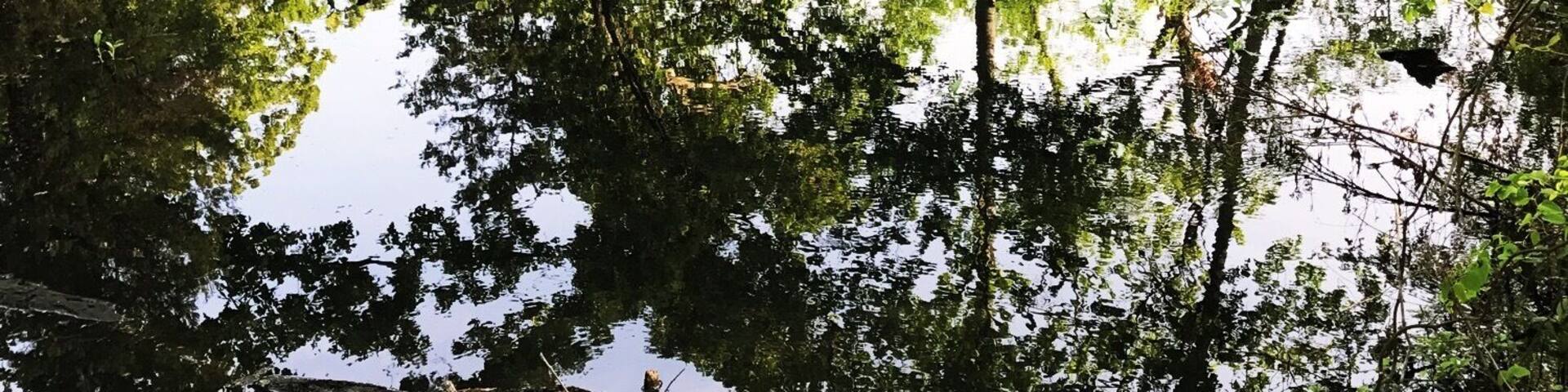 Morning walk to the pond...