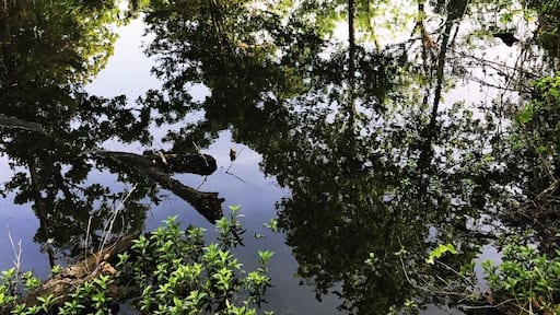 Morning walk to the pond...