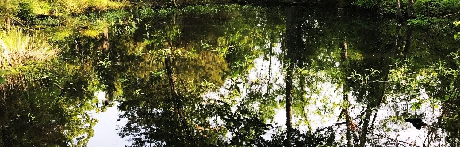 Morning walk to the pond...