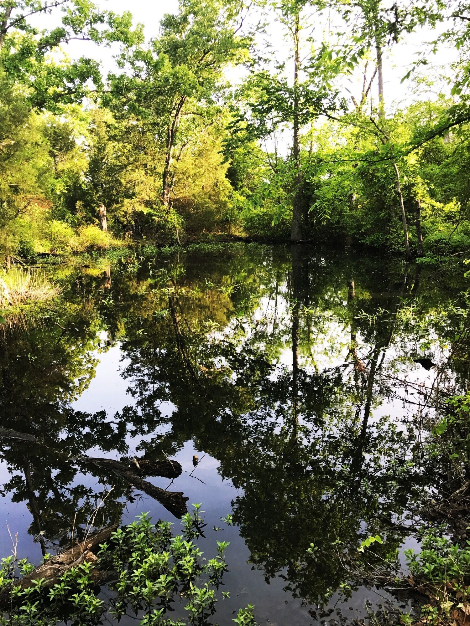 A calm river surrounded by lush greenery and trees reflecting in the water.