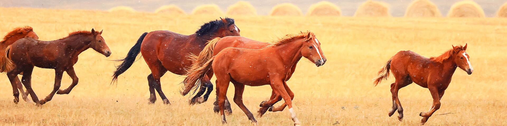 horses running across the steppe, dynamic freedom herd