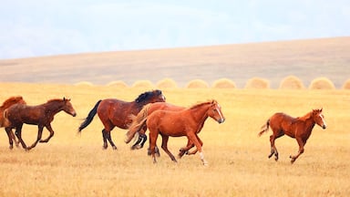horses running across the steppe, dynamic freedom herd