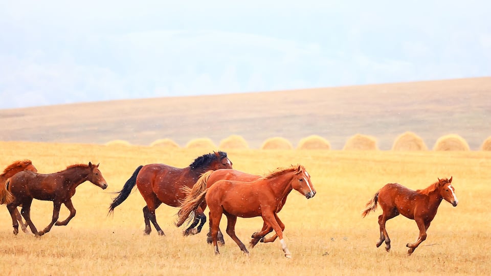 A group of horses running in a golden field with hay bales in the background.