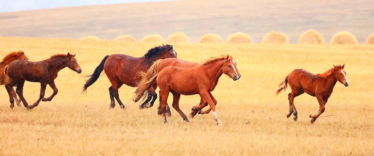 A group of horses running in a golden field with hay bales in the background.