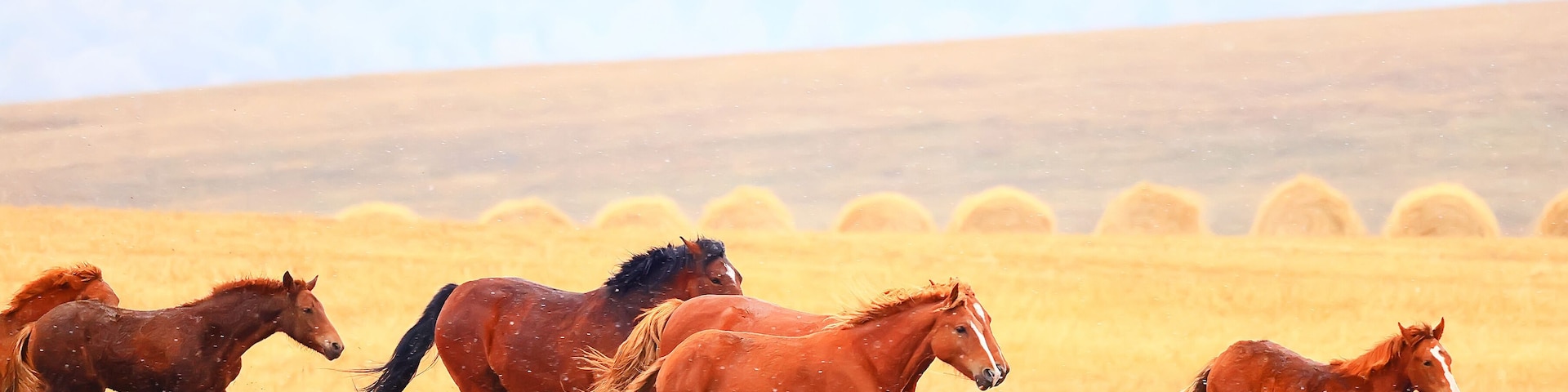 A group of horses running in a golden field with hay bales in the background.