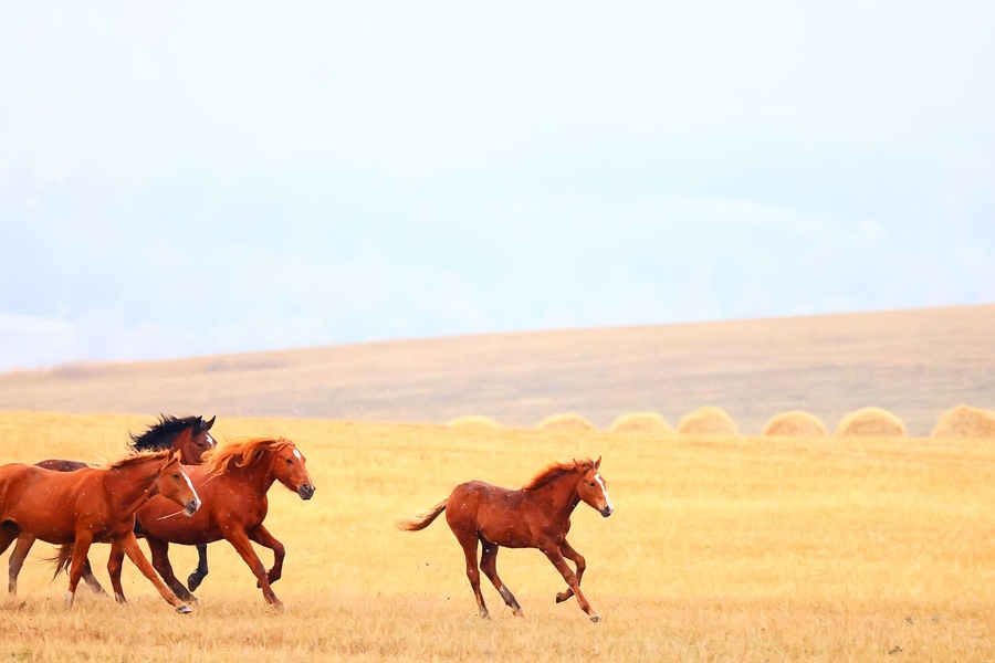 horses running across the steppe, dynamic freedom herd