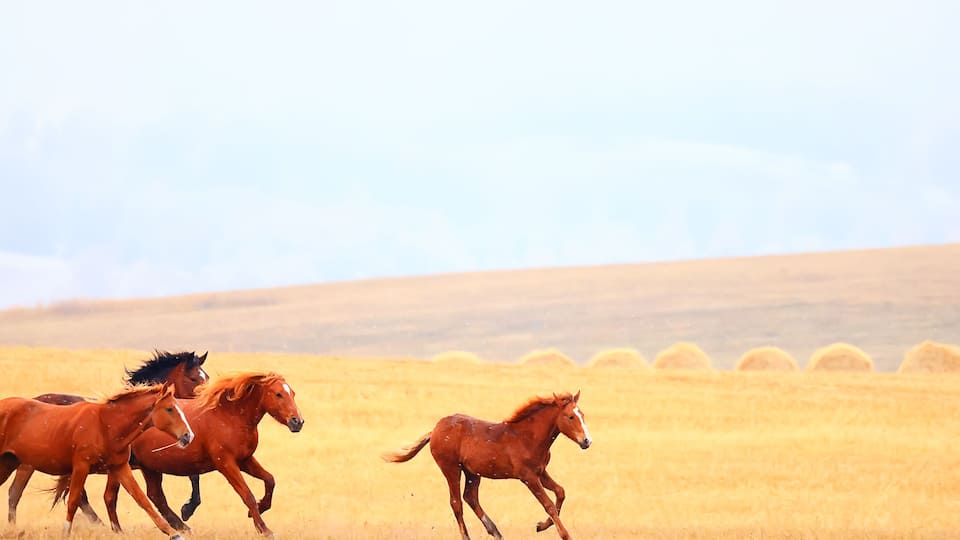 A group of horses running in a golden field with hay bales in the background.