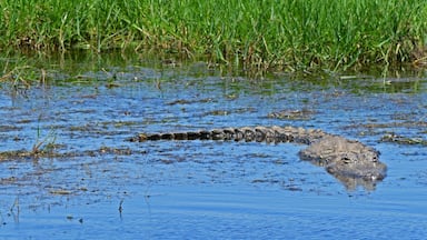 american alligator swimming in the marsh at san bernard national wildlife refuge near brazoria, on the gulf coast of texas