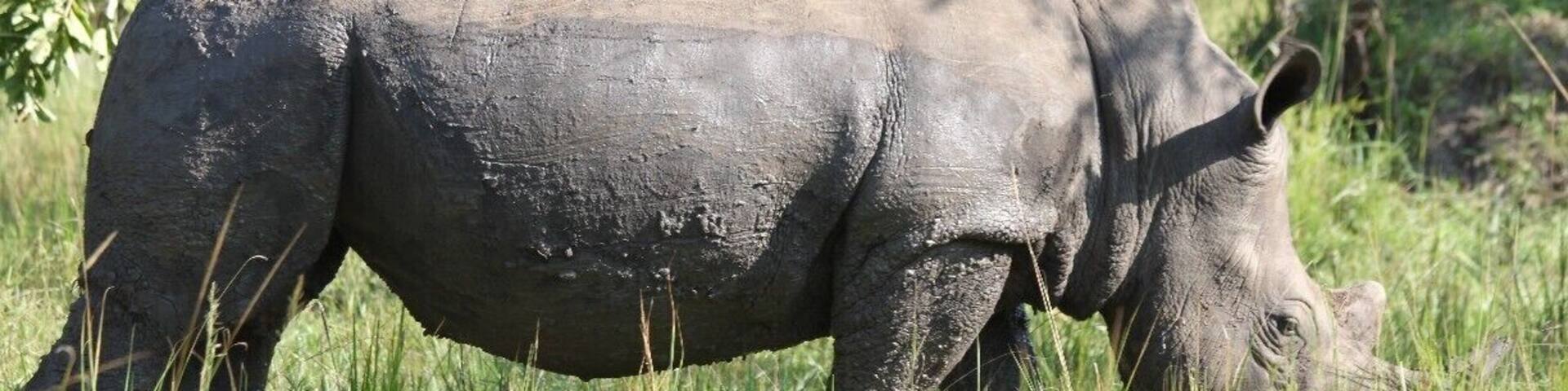 This is the only place in Uganda to see rhinos as they try to re-introduce them into the country.
You can do a walking safari and see the rhinos really close.