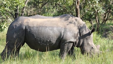 This is the only place in Uganda to see rhinos as they try to re-introduce them into the country.
You can do a walking safari and see the rhinos really close.