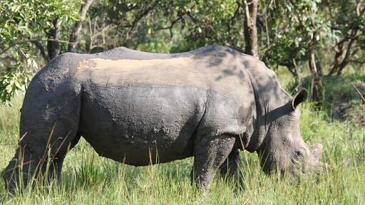 This is the only place in Uganda to see rhinos as they try to re-introduce them into the country.
You can do a walking safari and see the rhinos really close.