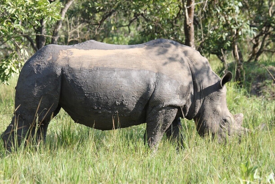 This is the only place in Uganda to see rhinos as they try to re-introduce them into the country.
You can do a walking safari and see the rhinos really close.