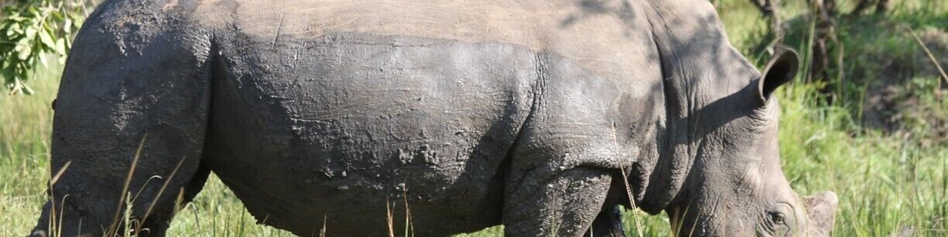 This is the only place in Uganda to see rhinos as they try to re-introduce them into the country.
You can do a walking safari and see the rhinos really close.