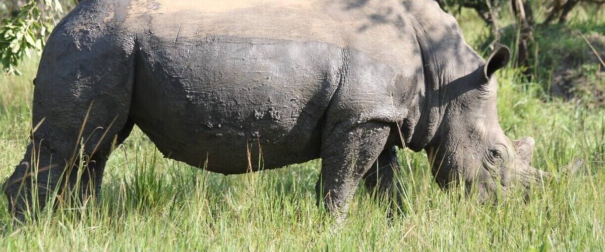 A rhinoceros grazing in a grassy field with trees in the background.