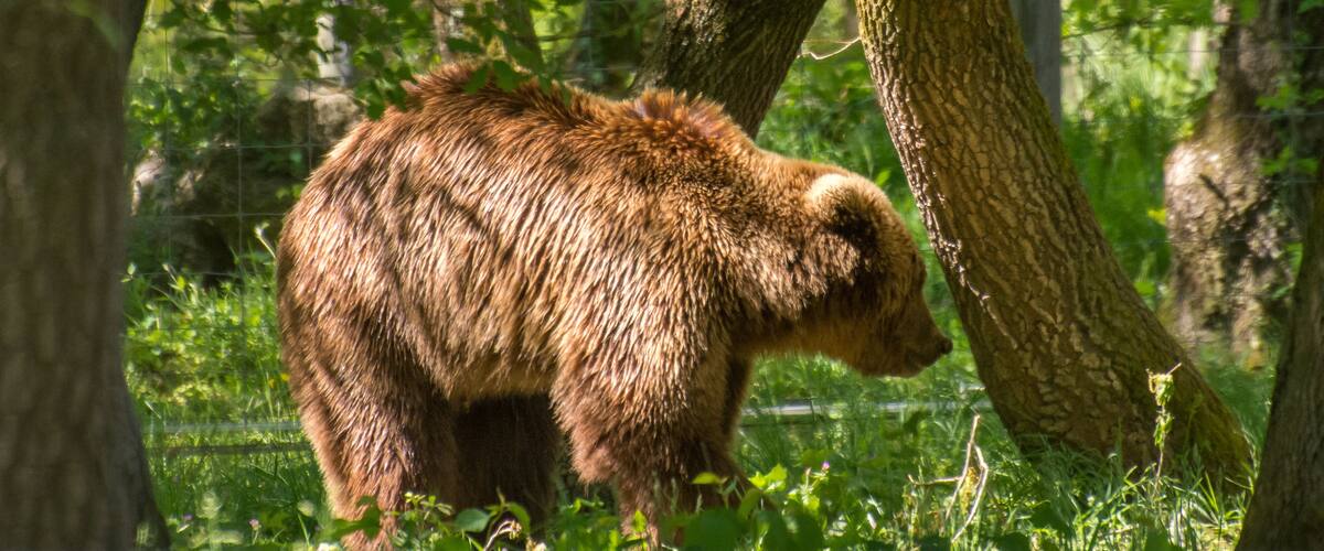 A bear in a forested area with trees and a fence.
