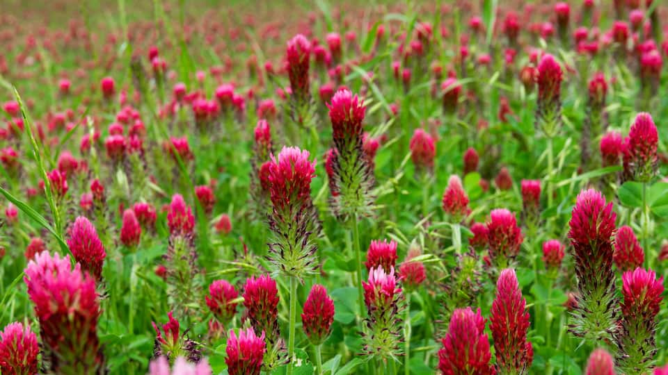 A field of red clover flowers.