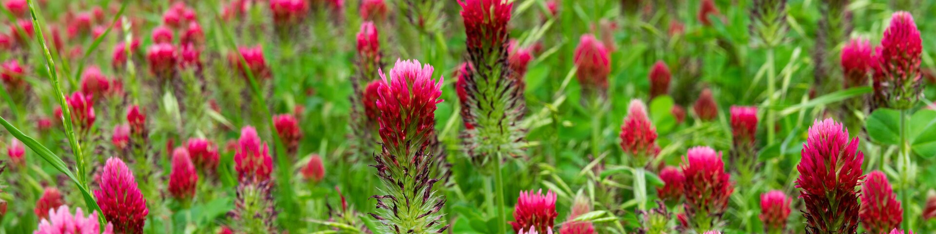 Closeup of Crimson Clover flowers