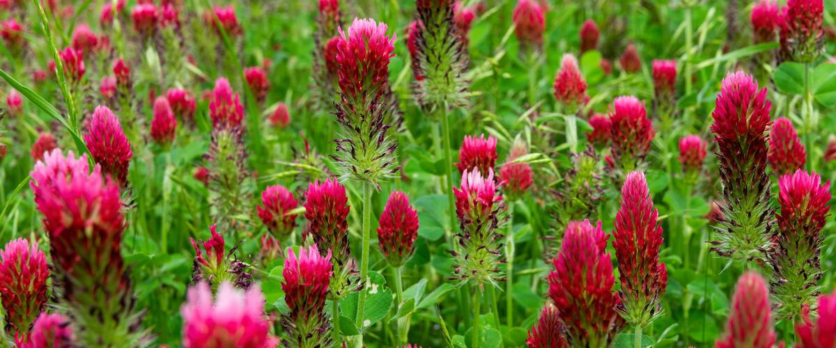 A field of red clover flowers.